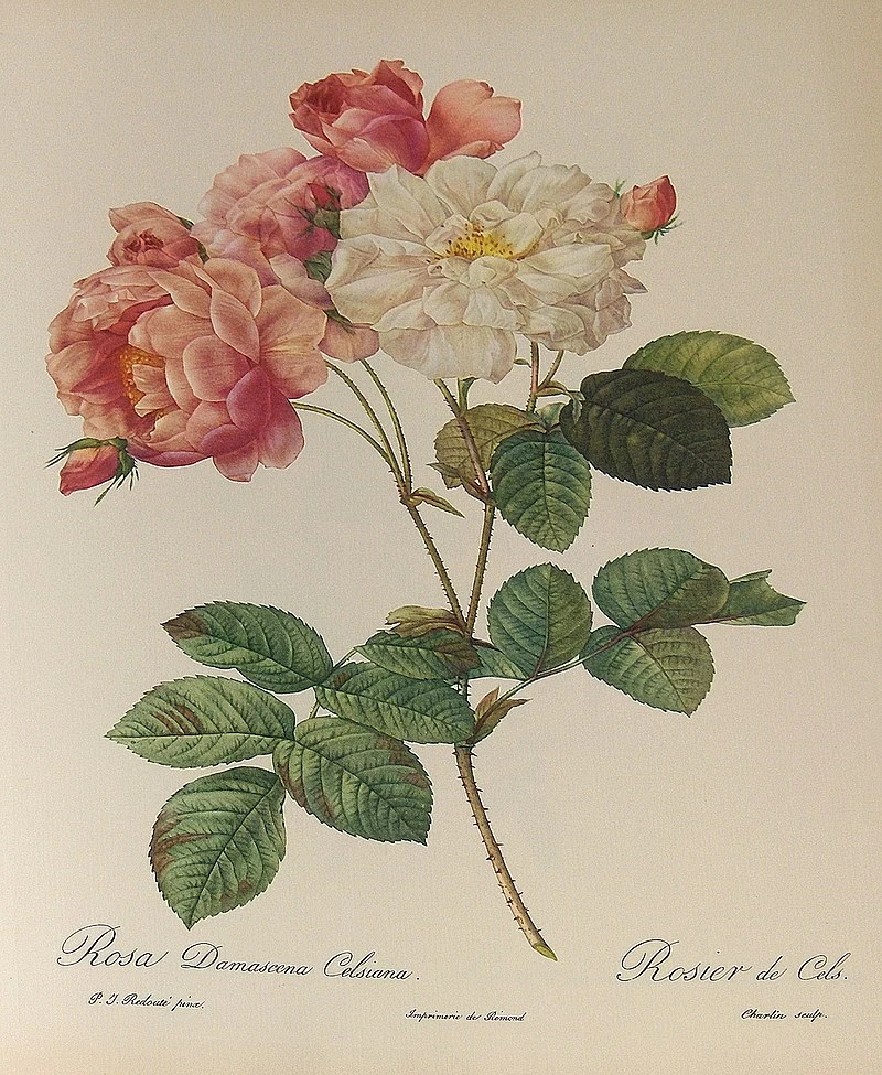 Rosa damascena Celsiana